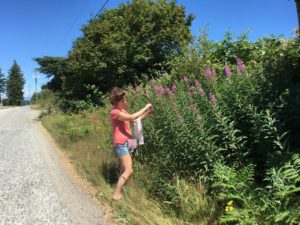 Harvesting wild fireweed to make jelly