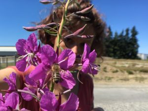 Sharing the wild fireweed harvest with the honey bees