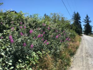 Wild fireweed growing along a local side road