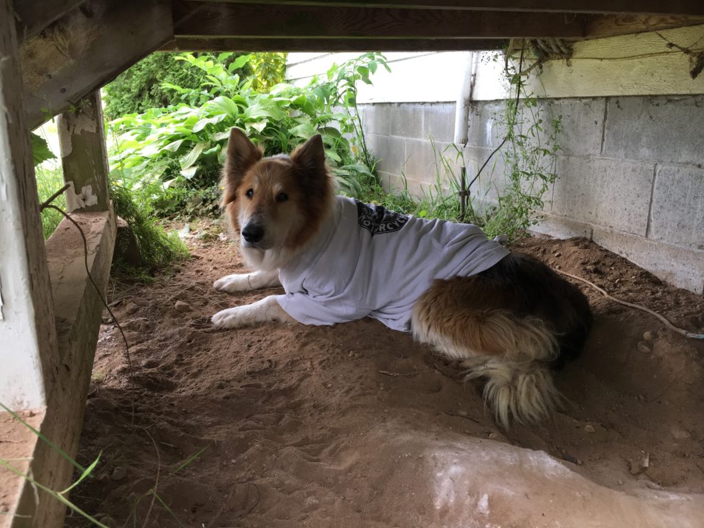 Q chilling out in his t-shirt after surgery