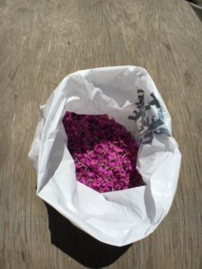 Wild fireweed harvest to make jelly