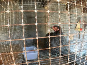Attila the hen in broody jail
