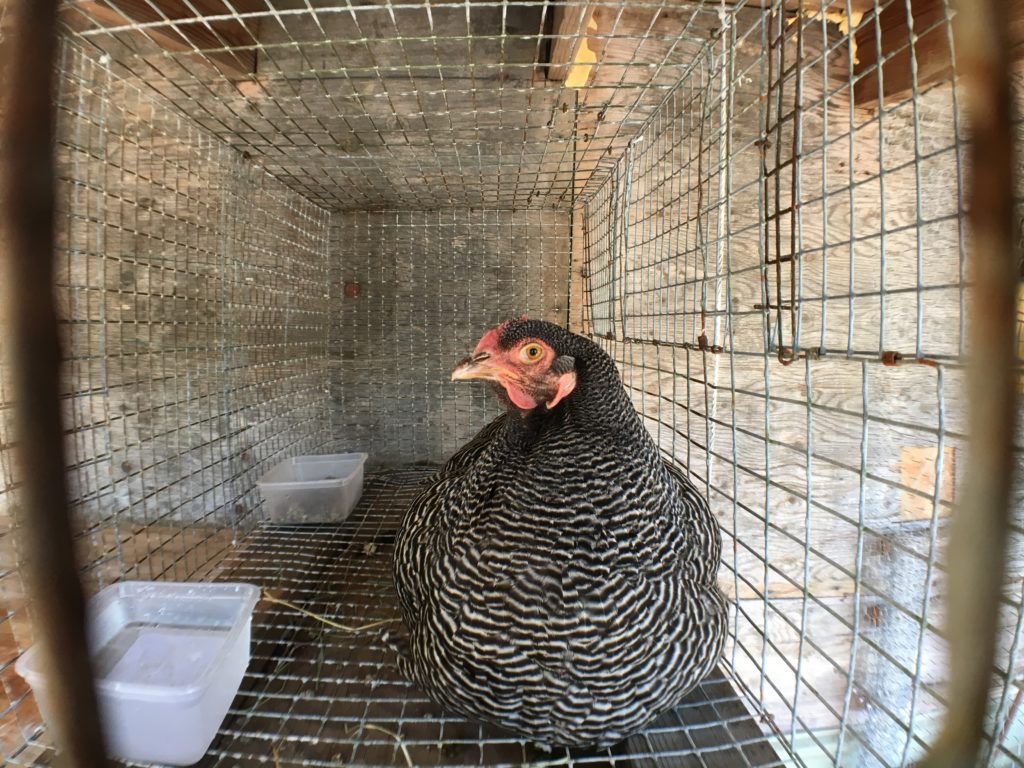 Attila the hen spending some time in broody jail
