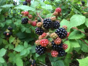 Picking blackberries to make homemade blackberry basil jam